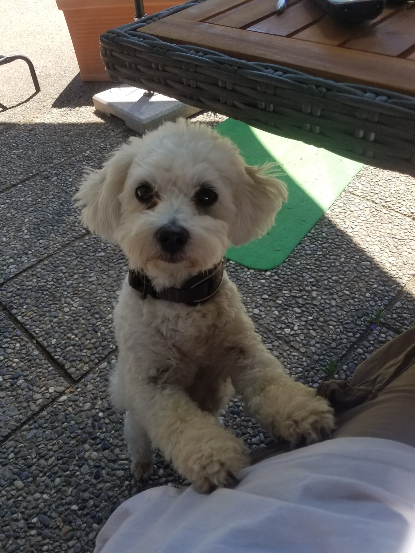 Hund unterwegs und im Alltag der Hundebetreuung Altenburg