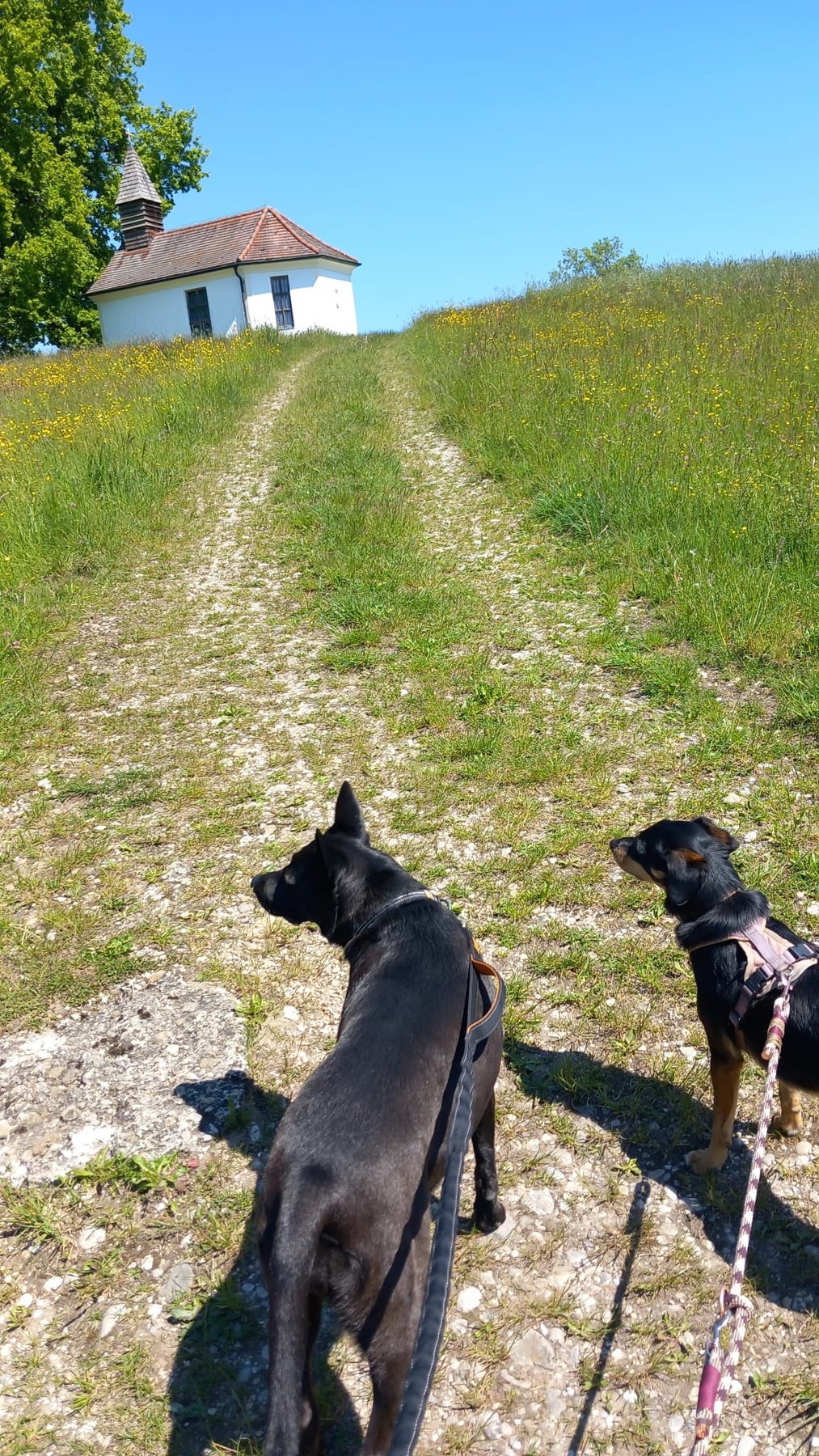 Hund unterwegs und im Alltag der Hundebetreuung Altenburg