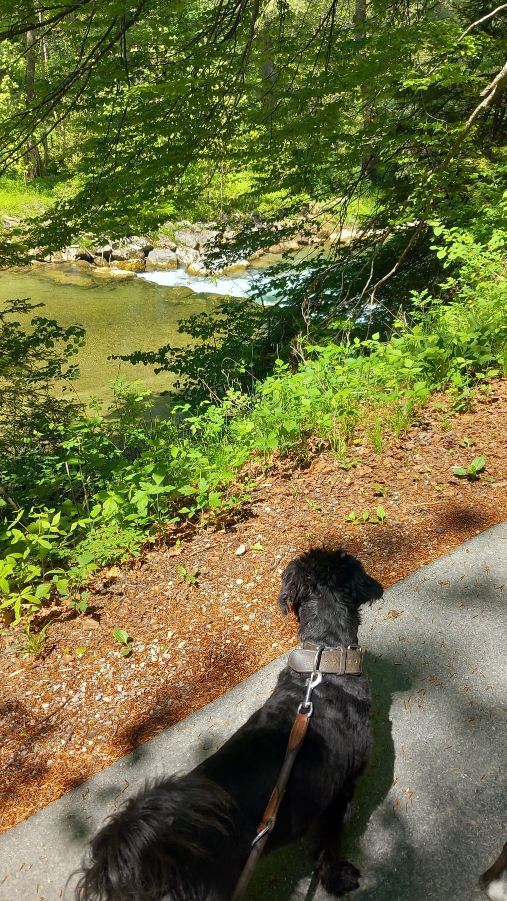 Hund unterwegs und im Alltag der Hundebetreuung Altenburg