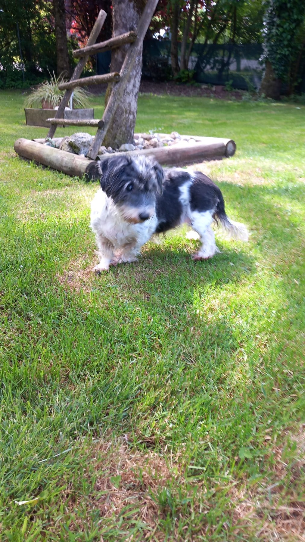 Hund unterwegs und im Alltag der Hundebetreuung Altenburg