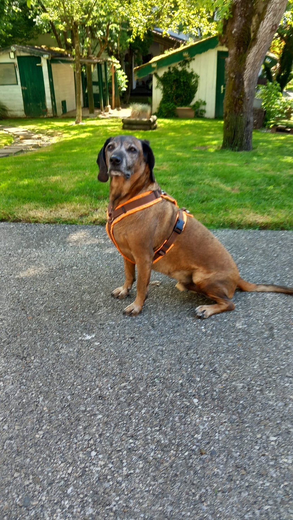 Hund unterwegs und im Alltag der Hundebetreuung Altenburg