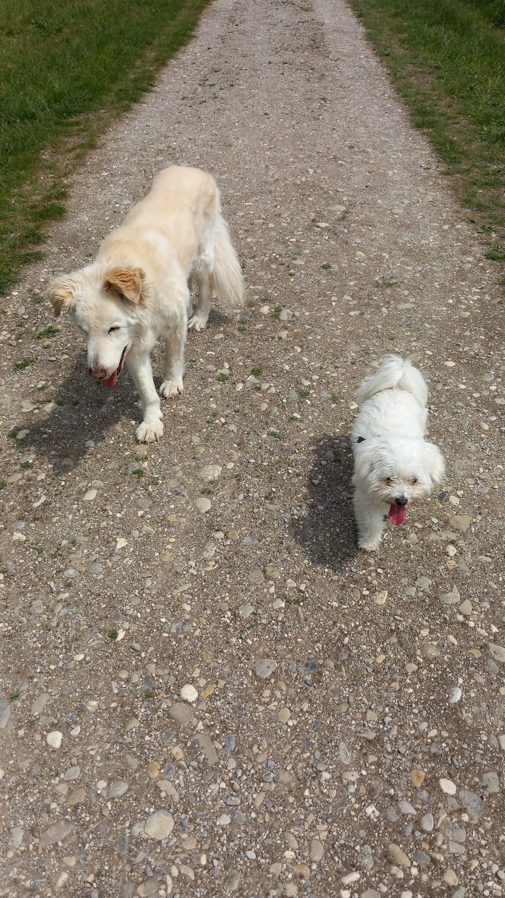 Hund unterwegs und im Alltag der Hundebetreuung Altenburg