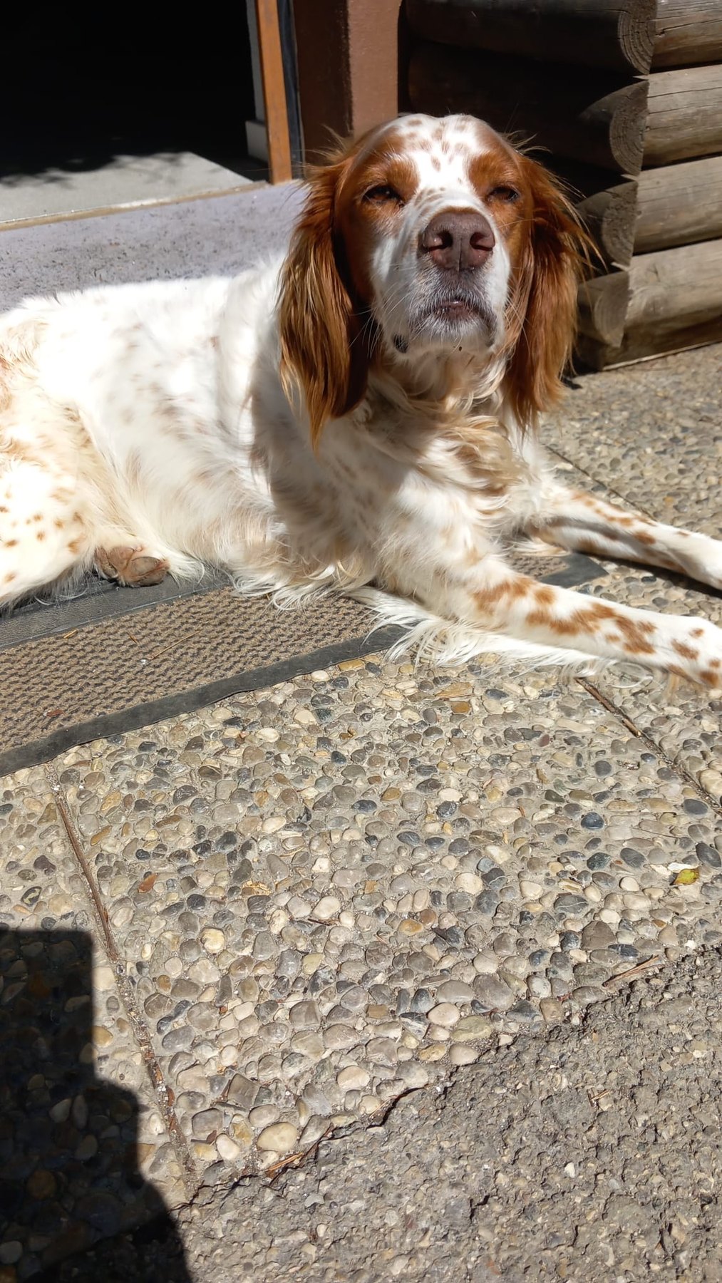 Hund unterwegs und im Alltag der Hundebetreuung Altenburg