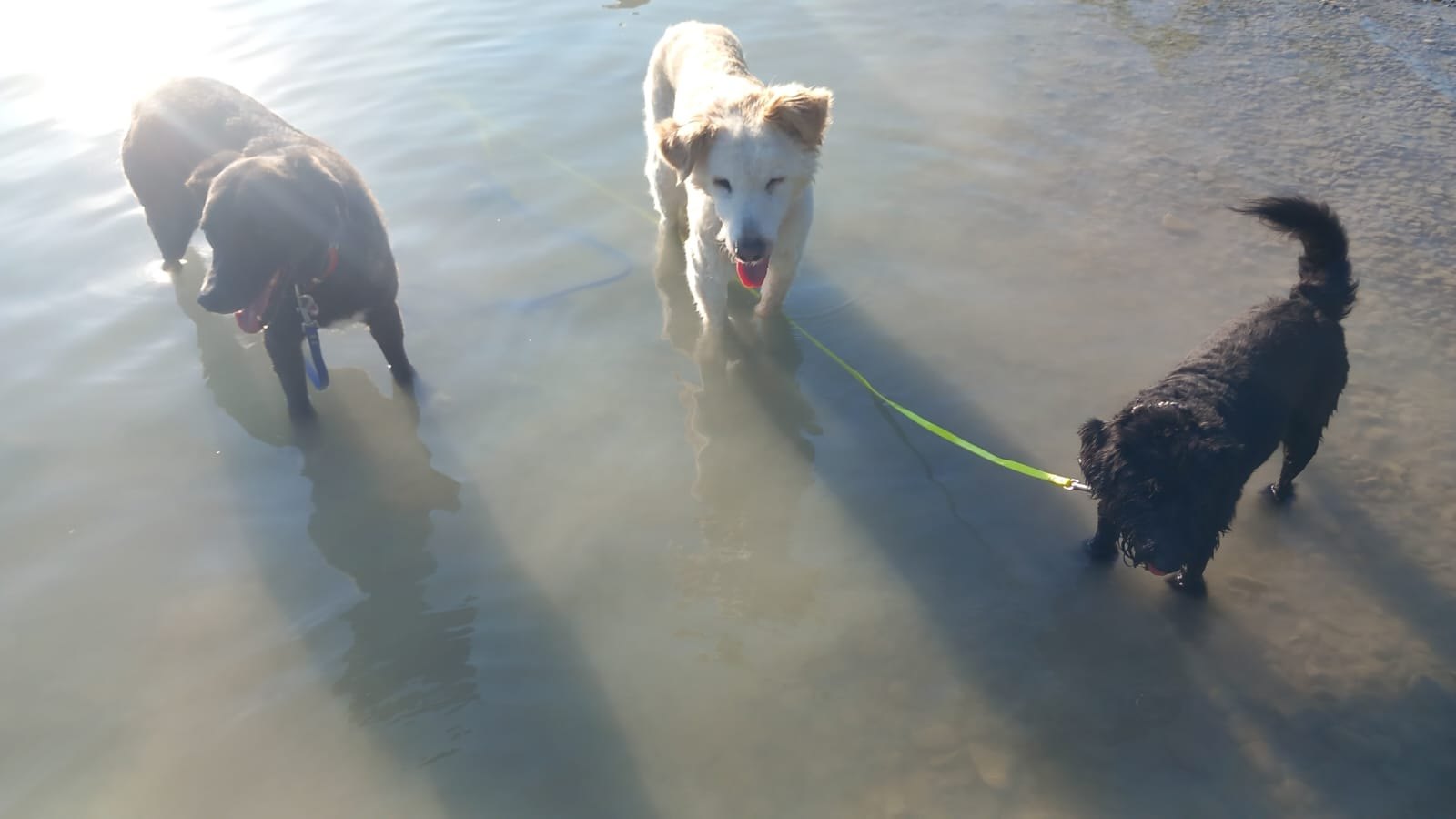 Hund unterwegs und im Alltag der Hundebetreuung Altenburg