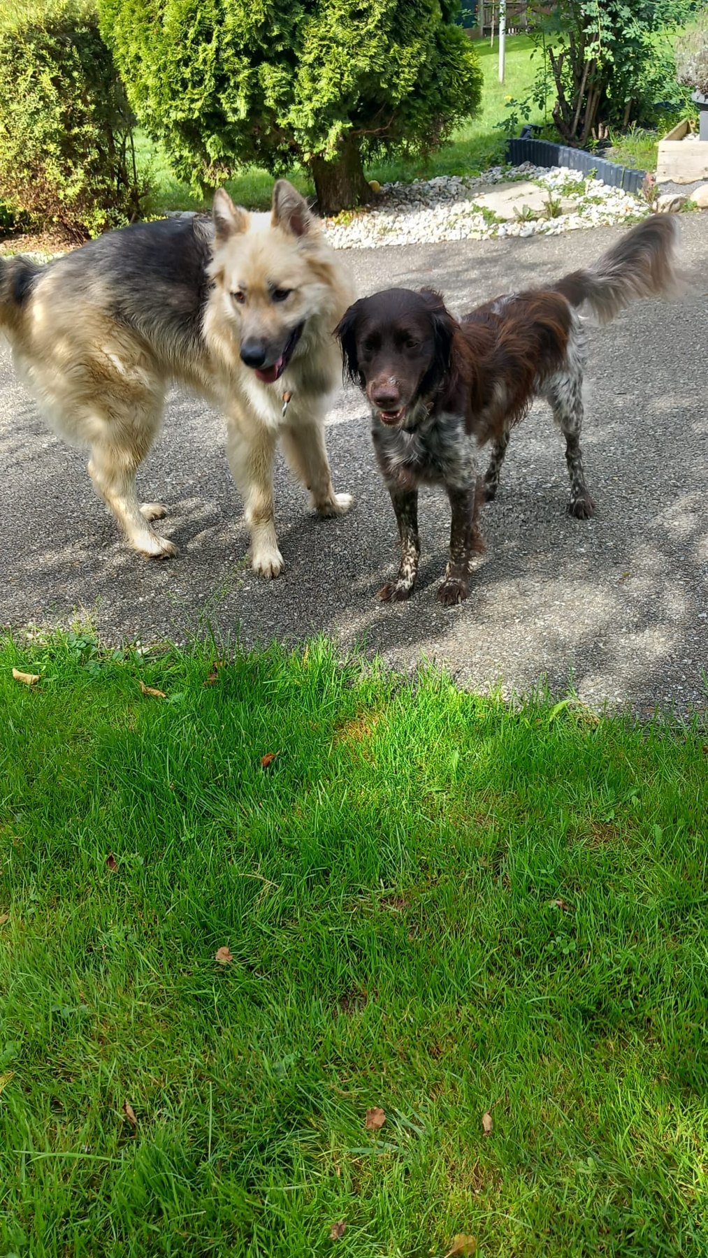 Hund unterwegs und im Alltag der Hundebetreuung Altenburg