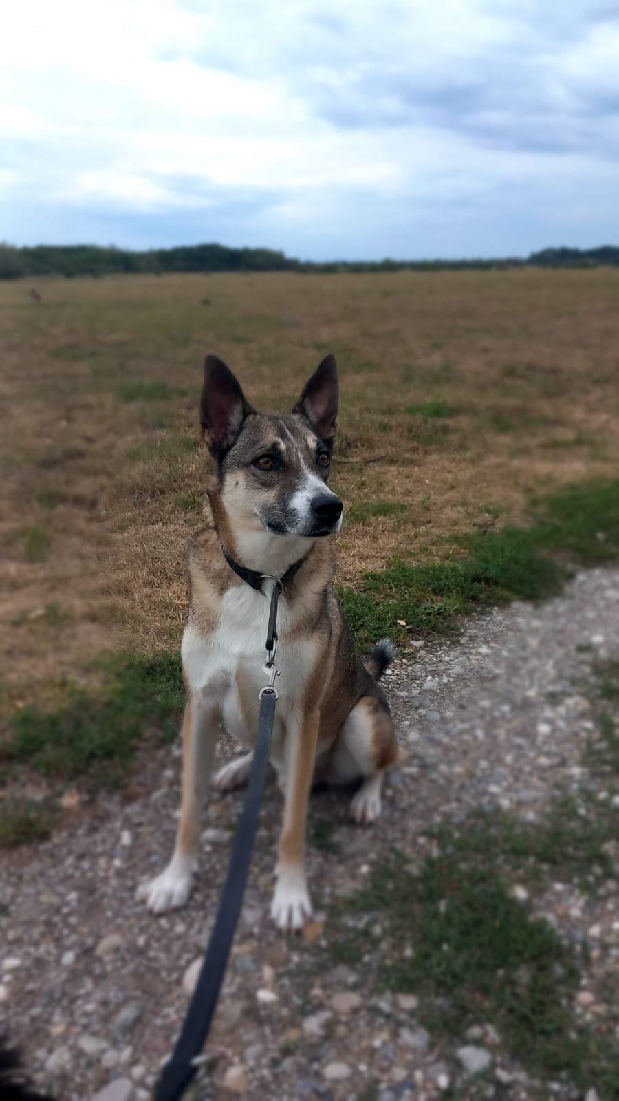 Hund unterwegs und im Alltag der Hundebetreuung Altenburg