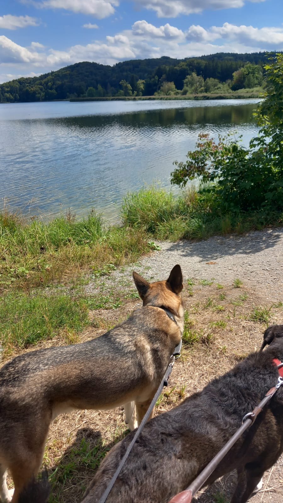 Hund unterwegs und im Alltag der Hundebetreuung Altenburg