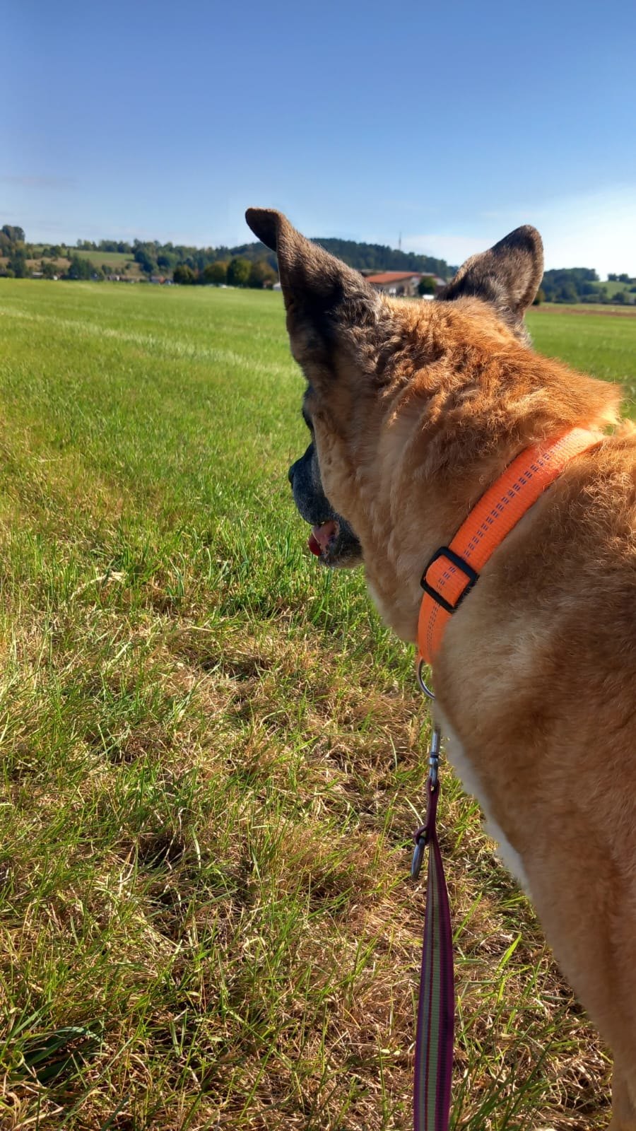 Hund unterwegs und im Alltag der Hundebetreuung Altenburg