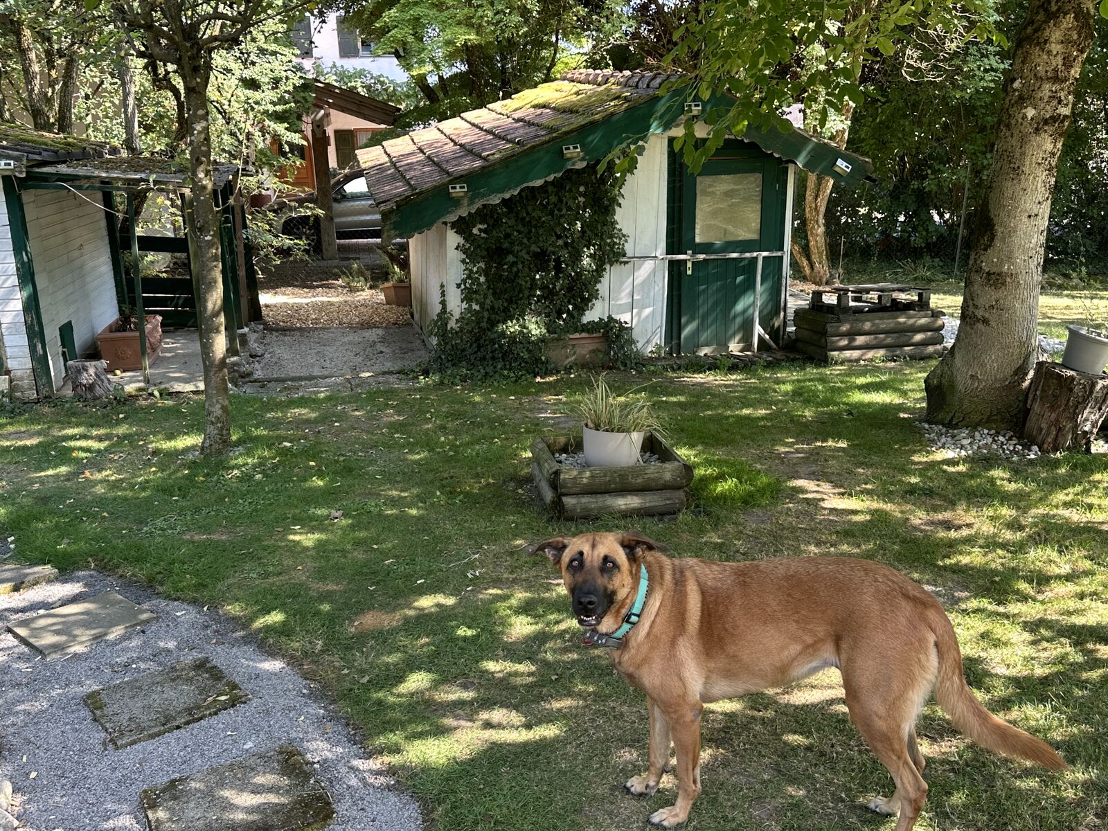 Außenbereich der Hundebetreuung