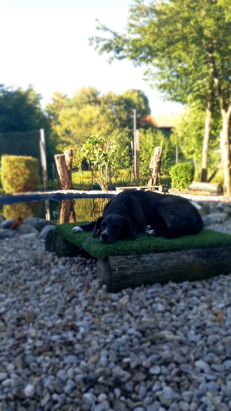 Hund ruht am flachen Hundeteich auf dem Gelände