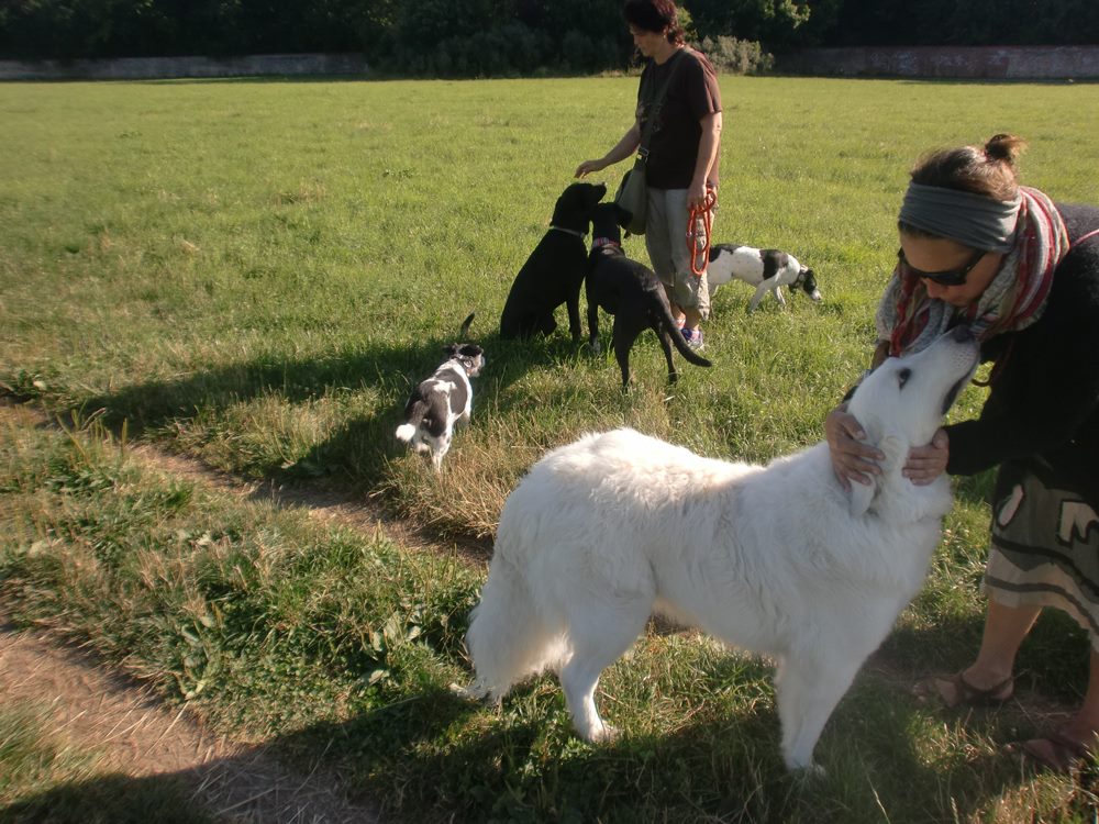 Eindruck vom Gelände und Alltag der Hundebetreuung Altenburg
