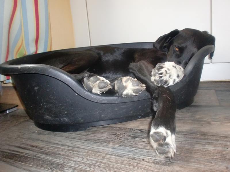 Eindruck vom Gelände und Alltag der Hundebetreuung Altenburg