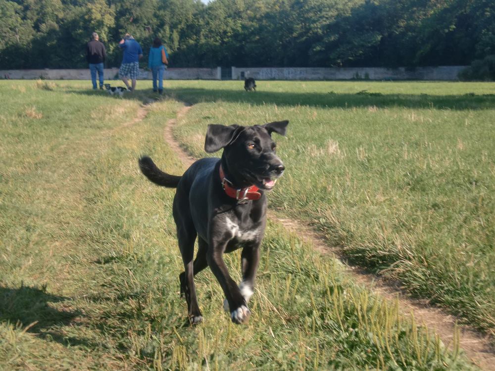 Ein Hund läuft aufmerksam über die Wiese