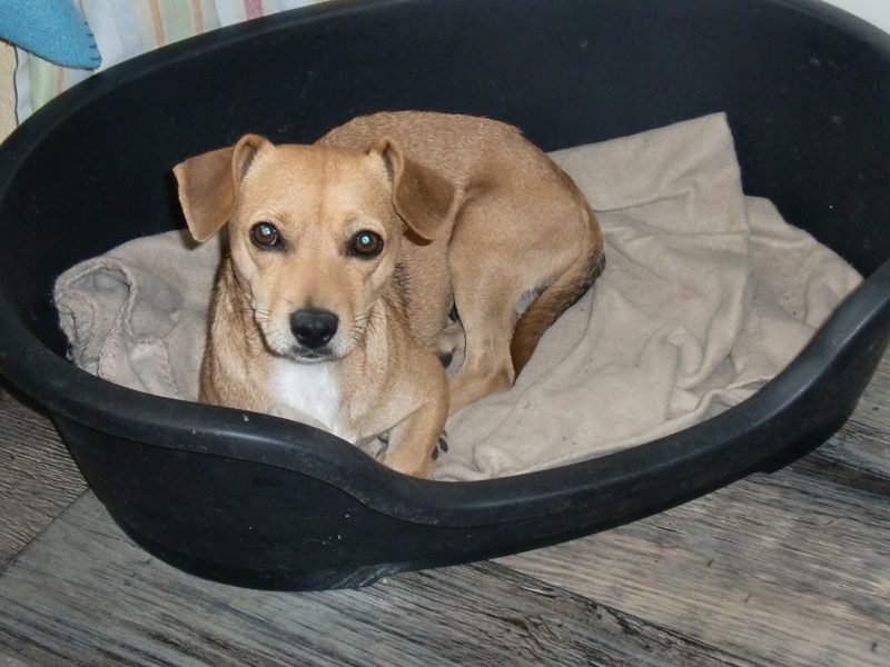 Eindruck vom Gelände und Alltag der Hundebetreuung Altenburg