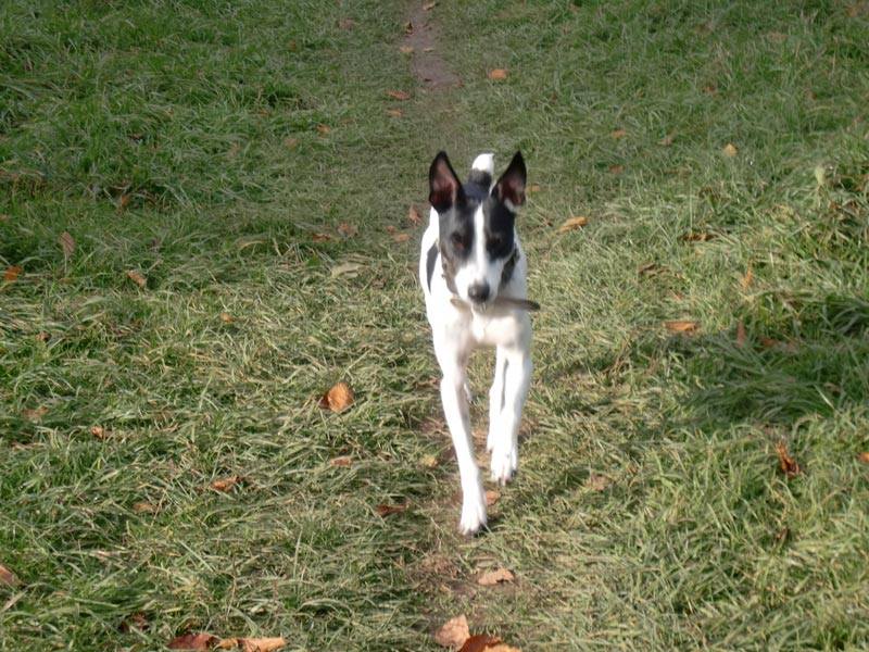Eindruck vom Gelände und Alltag der Hundebetreuung Altenburg