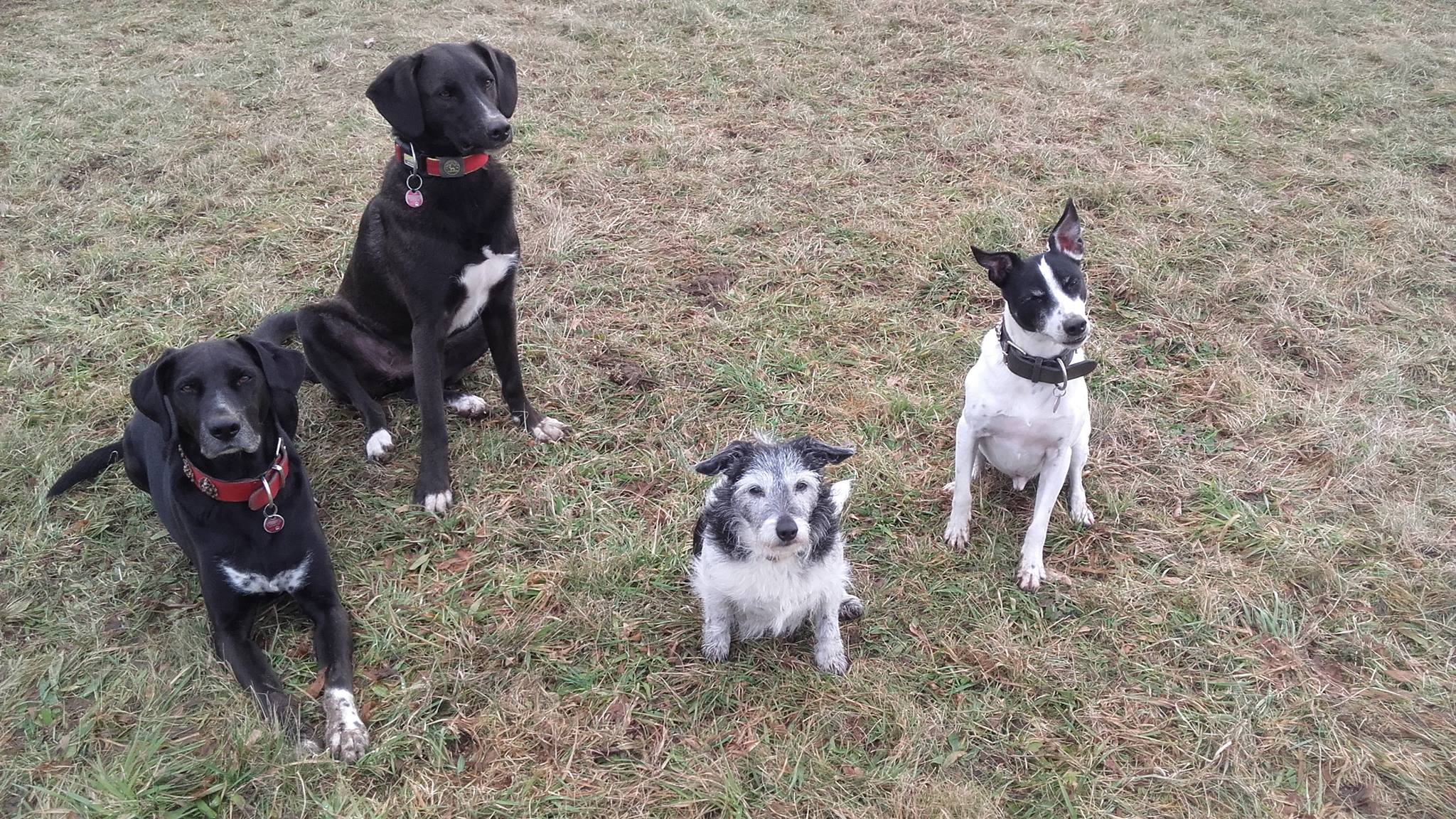 Eindruck vom Gelände und Alltag der Hundebetreuung Altenburg