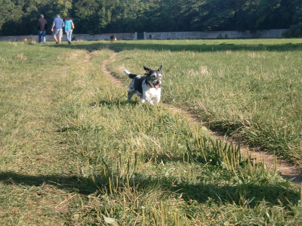Eindruck vom Gelände und Alltag der Hundebetreuung Altenburg