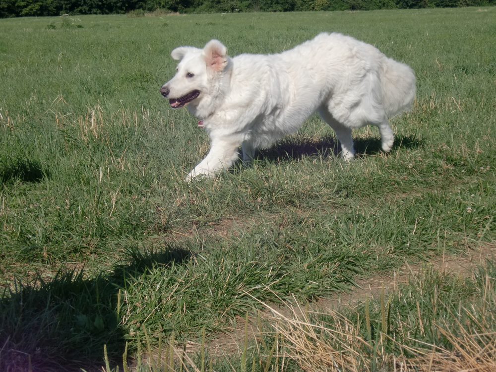 Eindruck vom Gelände und Alltag der Hundebetreuung Altenburg
