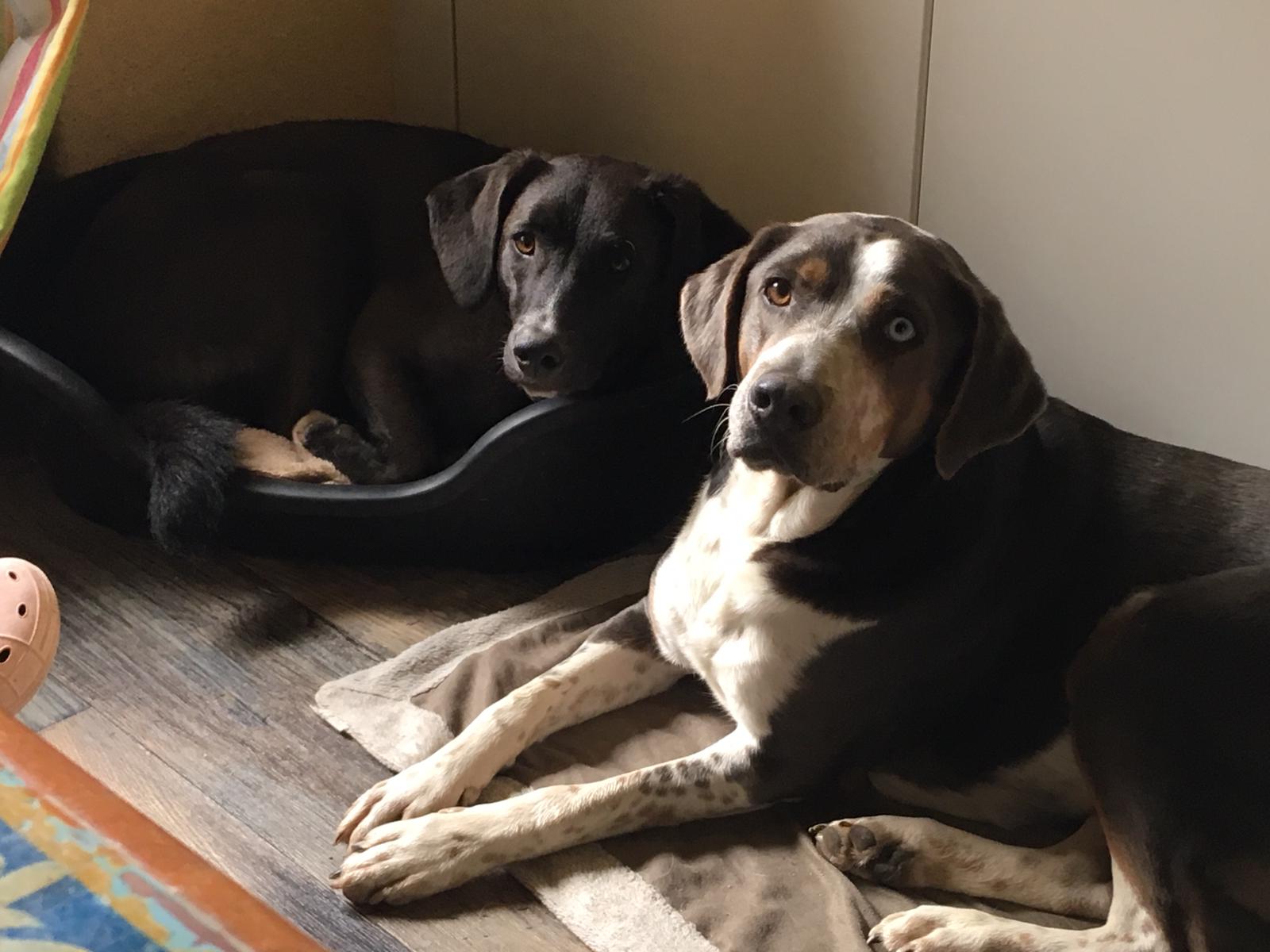 Eindruck vom Gelände und Alltag der Hundebetreuung Altenburg