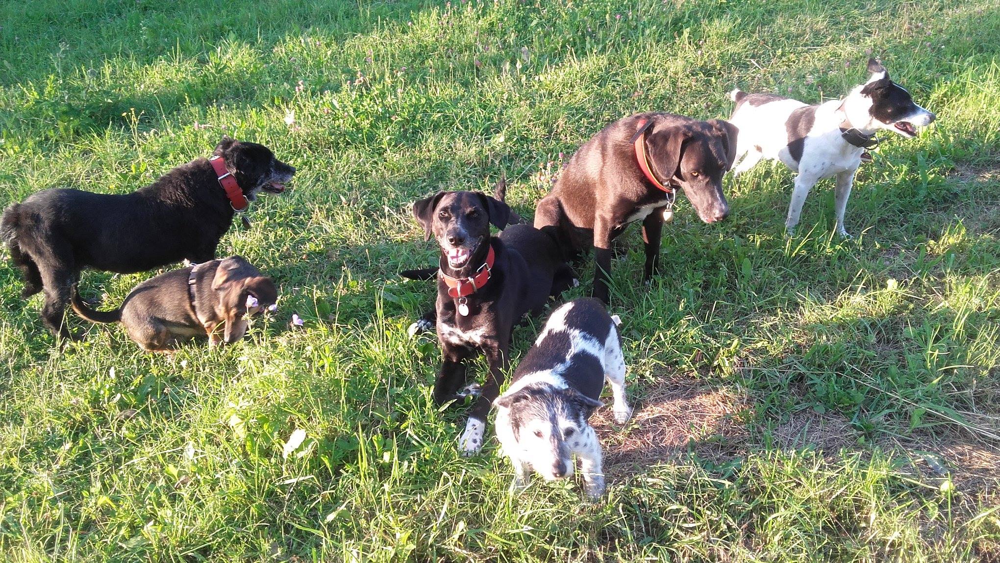 Eindruck vom Gelände und Alltag der Hundebetreuung Altenburg